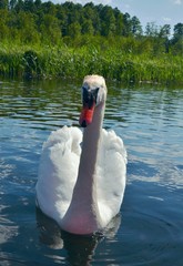łabędź © Marzena
