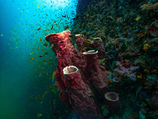 Barrel sponge