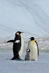 Fototapeta na wymiar Emperor Penguins with chicks