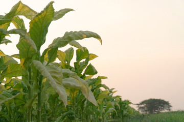 Tobacco fields and evening sky.