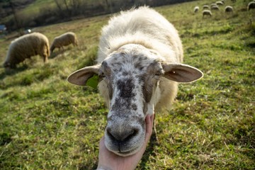 Friendly sheep from the herd cuddling with the woman's hand on the meadow. Slovakia