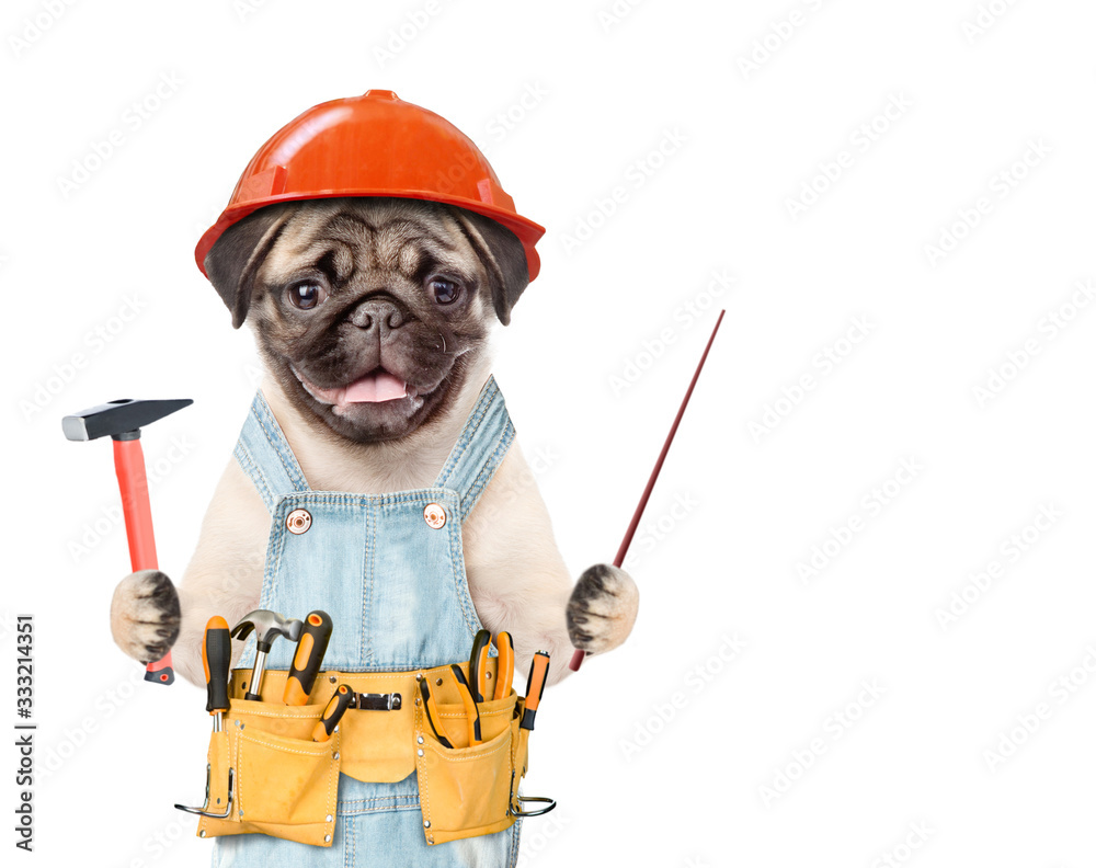 Poster Funny puppy worker wearing hard hat, overalls with tool belt  holding hammer and pointing on empty space. Isolated on white background