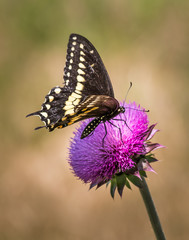 Black swallowtail butterfly on a thistle flower in a sunny meadow