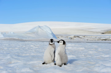 Emperor Penguin chicks in Antarctica