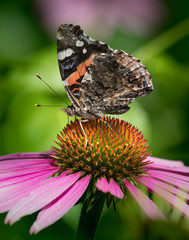 Silver-spotted skipper butterfly on an echinacea flower