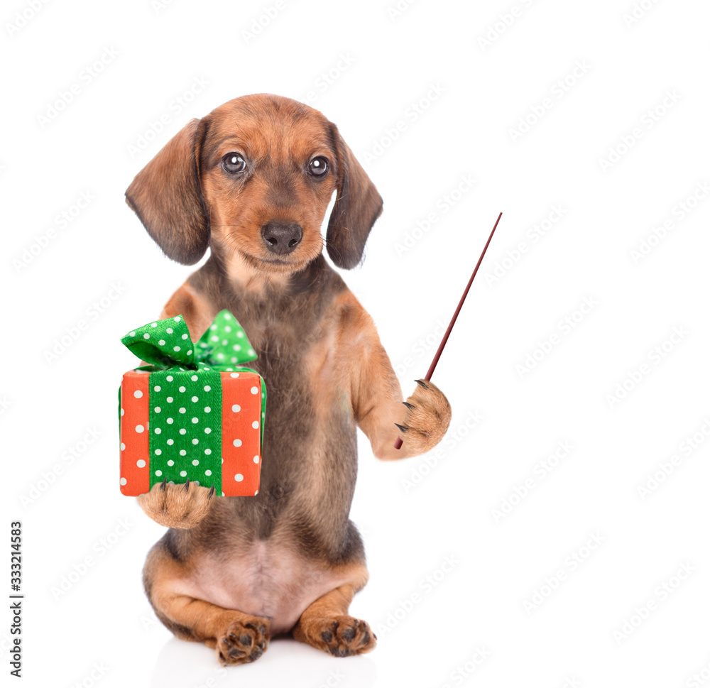 Poster funny dachshund dog holds gift box and points away on empty space. isolated on white background