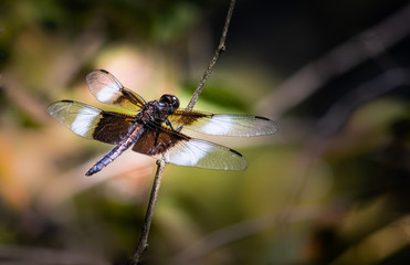 A black-and-white dragonfly rests on a reed next to a wooded lakeshore