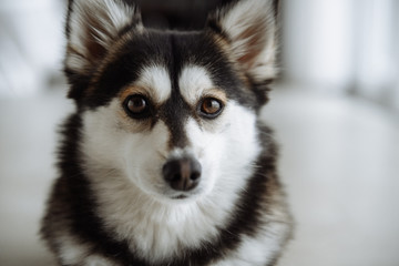 husky mini dog pomski spitz