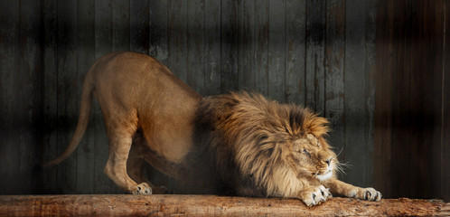 Portrait of a Beautiful lion, lion in dark, lasy lion
