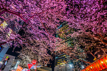 東京 渋谷 夜桜と高層ビル ~  Tokyo Shibuya night cherry blossoms and skyscrapers ~