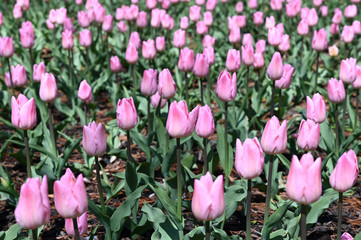 日本の国営武蔵丘陵森林公園のお花畑の早咲きのチューリップが咲く春の風景　ピンク色の花のクリスマスパール