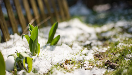 Tulip sprouts in early spring garden covered with snow, spring awakening and grow concept, banner...