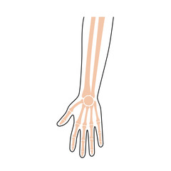 Human arm anatomy. 