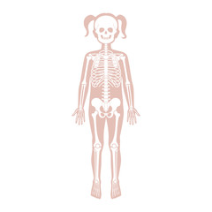 Child girl skeleton anatomy