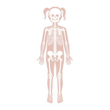 Skeletal system no labels