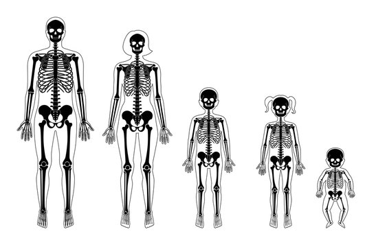 Human skeleton of different ages 