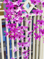 Dendrobium Bantimurung Orchid. Beautiful Pink Orchid in Front of The House with White Iron Fence...