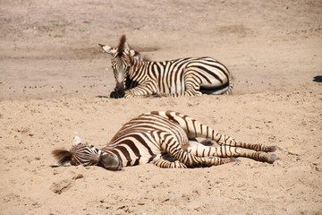 Fototapeta na wymiar Zebry na pustyni