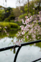 cherry blossom in spring