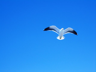 Seagull in Patagonia