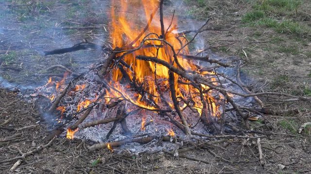 A burning bonfire in a natural setting. Orange and red flames and gray smoke blown away by the wind. Burning sticks.