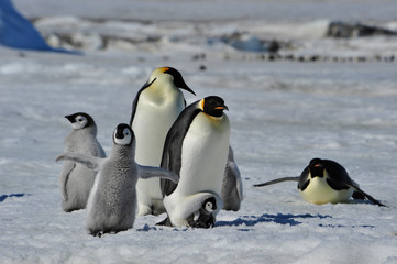 Obraz premium Emperor Penguins with chicks