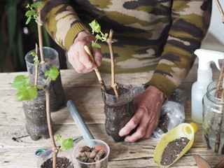 Gardening.Male hands plant grape cuttings in plastic containers for growth and planting in the...