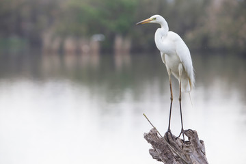 White Egret perched on a log.