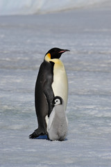 Fototapeta na wymiar Emperor Penguin with chick