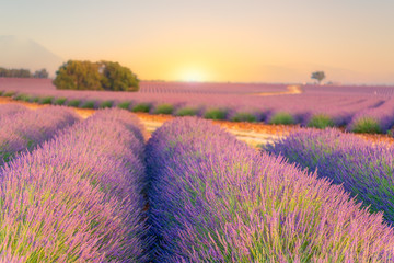 Sunrise over lavender fields in Provence, Southern France