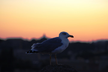 Seagull