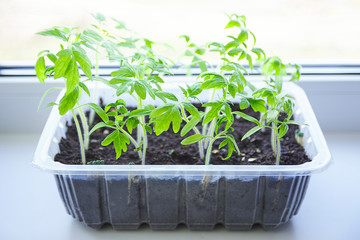 young tomato seedlings in a plastic container on a window at home.