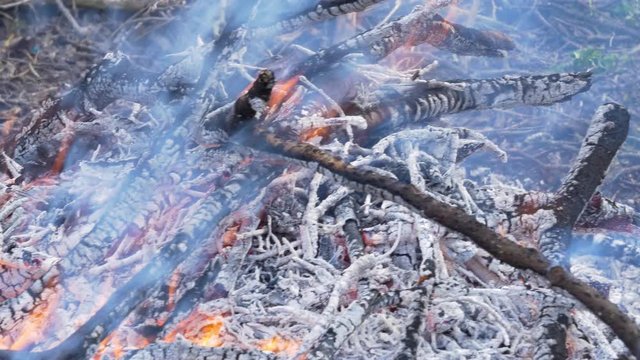 A burning bonfire in a natural setting. Orange and red flames and gray smoke blown away by the wind. Burning sticks.