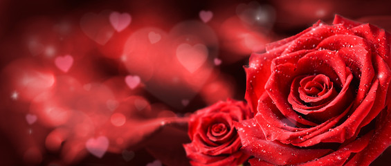 Red roses flower on valentine background.  Valentines day wide rose banner and copy spce for text.