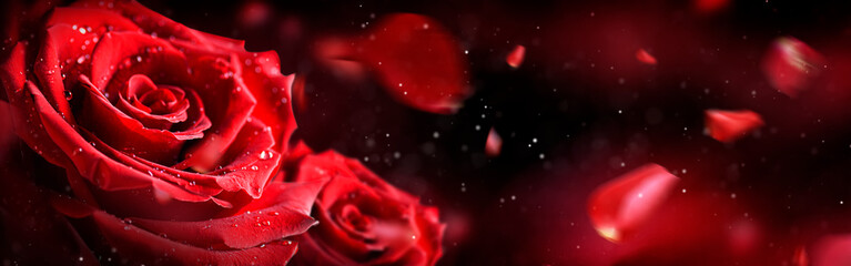 Panele Szklane  Czerwony kwiat róży z liści muchy na tle. Walentynki szeroki transparent róż na białym tle.