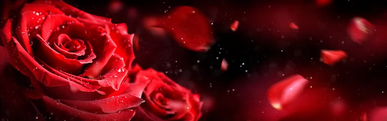 Abwaschbare Fototapete Rote Rose Blume mit Fliegenblättern im Hintergrund. Valentinstag breite Rosen Banner isoliert. © Milan