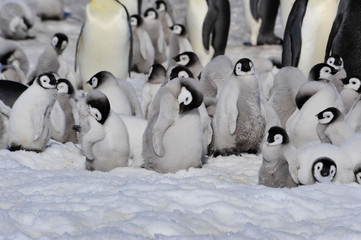 Emperor Penguins with chicks