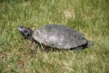 Fototapeta premium Tortue