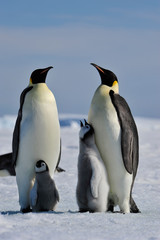 Fototapeta na wymiar Emperor Penguin with chick