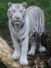 tigre, animal, chat, jardin zoologique, sauvage, faune, blanc, felidae, bande, mammifère, prédateur, bengale, nature, carnassiers, sibérien, grand, orange, jungle, tigre du bengale, fourrure, bande, b