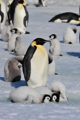 Emperor Penguins with chicks