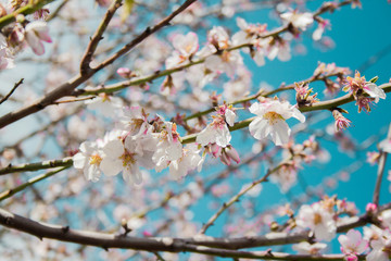 Flores de cerezo en japon