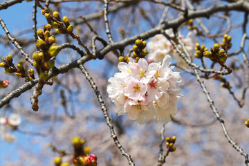 桜