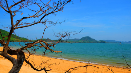 Tree beside island beach horizontal landscape for decoration on summer holiday.