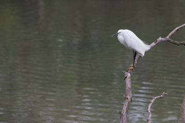 Little egret perched on a branch.