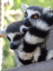 lémur, animal, mammifère, madagascar, jardin zoologique, faune, nature, fourrure, sauvage, joli, anneau, blanc, yeux, noir, queue, portrait, lémur, animal, queue