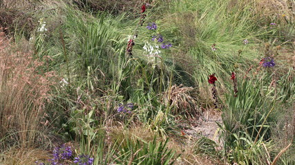 Plants at Olympic Park