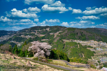 Fototapeta na wymiar 徳島県三好市井川町の春景色