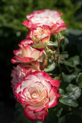 flowers in the garden