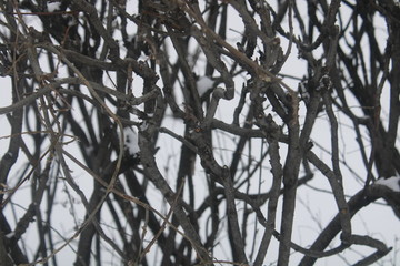 background tree branches in winter